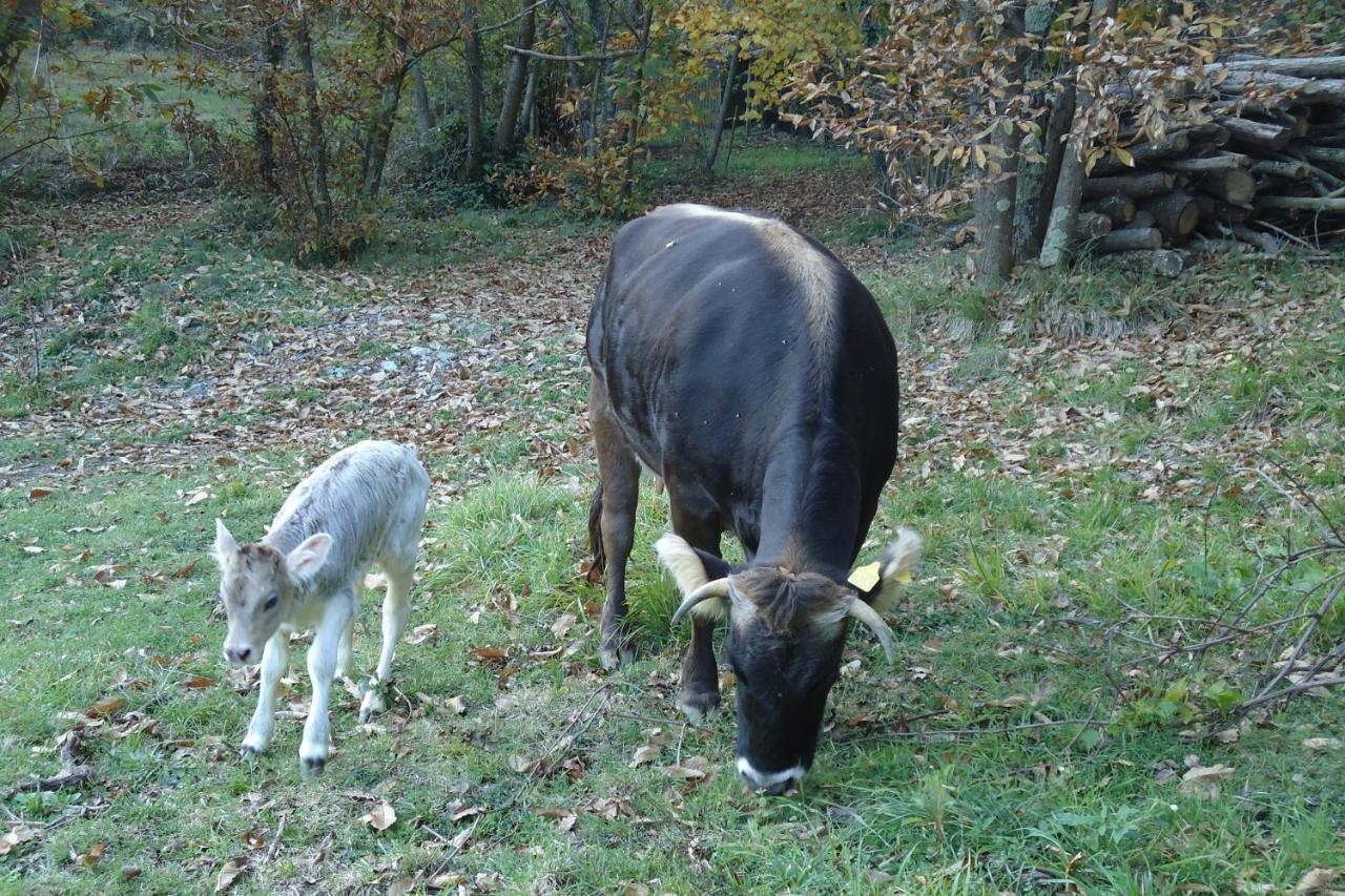 Agriturismo Di Charme E Ristorante Stallato Il Filo Di Paglia Carro المظهر الخارجي الصورة
